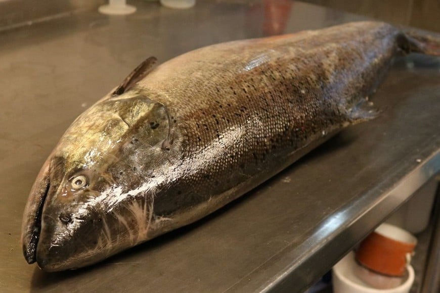 Pesca, Pescados Invasores, ¿Por Qué Es Tan Peligroso el Salmón Chinook